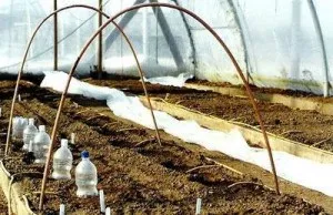 Кога и как да засадят домати в оранжерия направи правилно