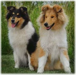 Collie (коли) описание на породата със снимки, избора на кученце, природа и заболяване