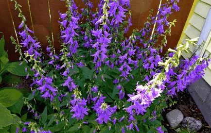 Bluebells цветя, красиви идеи за градината