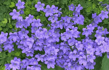 Bluebells цветя, красиви идеи за градината
