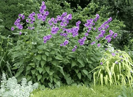 Bluebells цветя, красиви идеи за градината