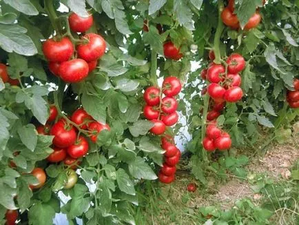 Кога и как правилно да се намалят в доведени деца домати