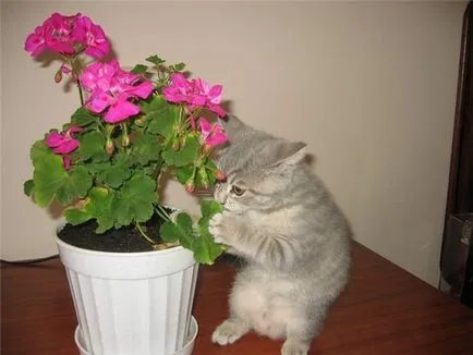 Саксийни растения, опасни за котки