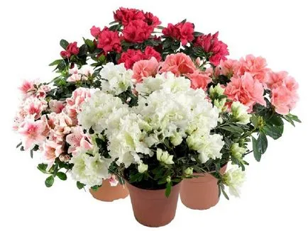 Azalea описание цвете стая със снимка, отглеждане и поддръжка в домашни условия, за разплод