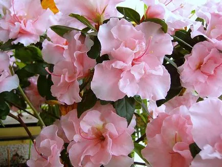 Azalea описание цвете стая със снимка, отглеждане и поддръжка в домашни условия, за разплод