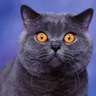 Котки сайт за котки, мъркащи