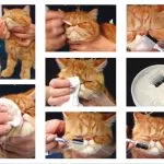 Как да се грижим за котенца котенца на 2 месеца, какво да се хранят, шотландски, британски и подходящи грижи (хранене) Как да се грижим за котенца котенца на 2 месеца, какво да се хранят, шотландски, британски и подходящи грижи