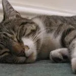 Cat след стерилизация грижи, не ходя до тоалетната много и спи през цялото време, той попитал котката