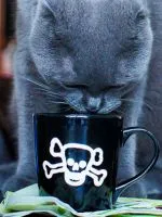 котка котка иска - какво да правя