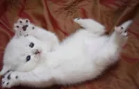 Мъж или жена, които решат да вземат котка или котка, които правят котките - кои са те (СЗО) Мъж или жена, които решат да вземат котка или котка, които правят котките - които са те