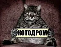 Котки знаменитости, една от дама - списание за жени