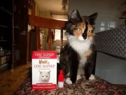котка котка иска - какво да правя