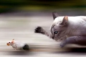 котки ratcatchers