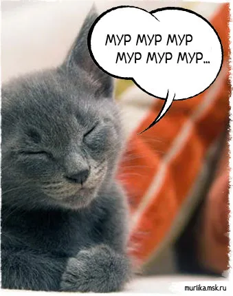 Котки сайт за котки, мъркащи