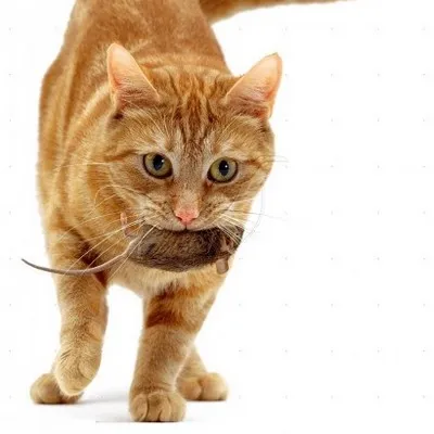 Котки - Пие Piper когато Коте недвижими ловец (Пие Piper) Котки - Пие Piper когато Коте недвижими ловец