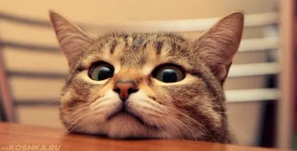 Cat крещи без причина през нощта, които не дават сън (правя) Cat крещи без причина през нощта, които не дават сън