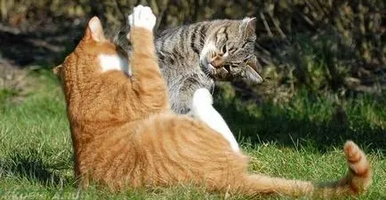 Cat крещи без причина през нощта, които не дават сън (през нощта) Cat крещи без причина през нощта, които не дават сън
