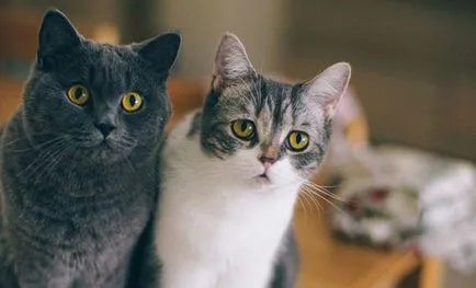 Котки сайт за котки, мъркащи
