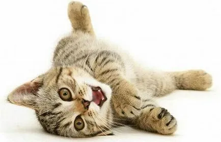 Котка и куче