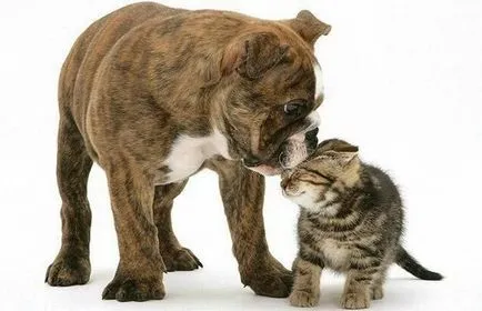 Котка и куче