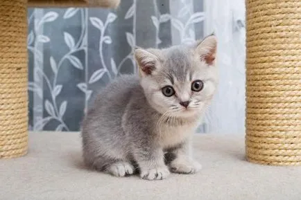 Мъж или жена, които изберат да вкъщи