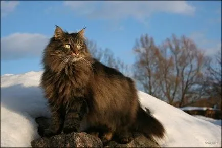 Котки с пискюли на ушите на рок, снимка, характер, описание, грижи