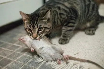 Котки - Пие Piper когато Коте недвижими ловец (Пие Piper) Котки - Пие Piper когато Коте недвижими ловец