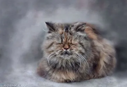 Cat крещи без причина през нощта, които не дават сън (причина) Cat крещи без причина през нощта, които не дават сън