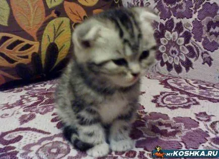 Cat крещи без причина през нощта, които не дават сън (котка) Cat крещи без причина през нощта, които не дават сън