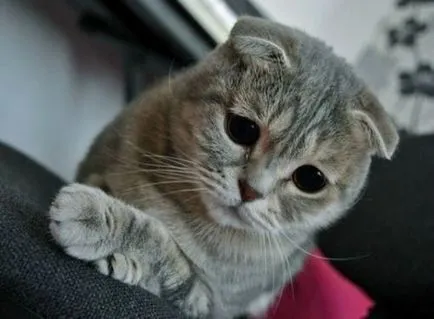 Cat повръща след хранене какво да правя след хранене, всеки ден