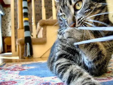 Котка се развиква на вечер - какво да правя и какви са причините (за целта) Котка се развиква на вечер - какво да правя и какви са причините,