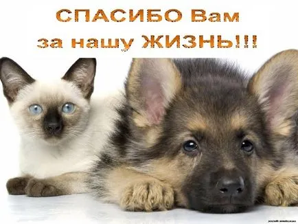 Котка или куче е най-добрият приятел на човека