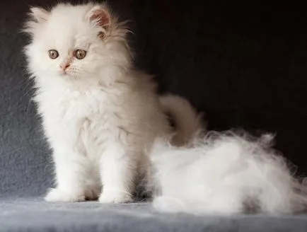 Cat силно отслабва, причините за това (навес) Cat силно отслабва, причините за това явление