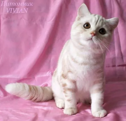 Котки сайт за котки, мъркащи