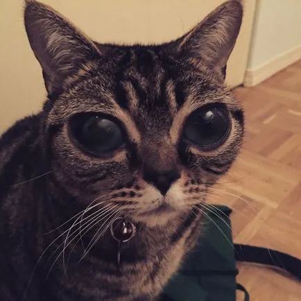 Cat чужденец - новата звезда на Интернет