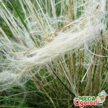 отглеждане Stipa pulcherrima и за прилагане (красива) Stipa pulcherrima отглеждане и използване на