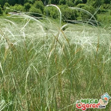 култивиране Stipa pulcherrima и употреба (Stipa pulcherrima необходимо) Stipa pulcherrima отглеждане и използване на