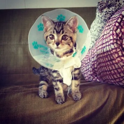 Cat чужденец - новата звезда на Интернет