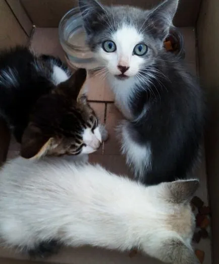 Котки сайт за котки, мъркащи
