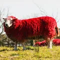 Fair девойка - срамежливи, красиви и млади жени (в червено) Справедливи девойка - срамежливи, красиви млади жени или
