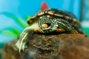 Червени уши плъзгачи живеят много години, отколкото да се хранят на костенурката, защо тя не се яде и какво я грижи (защо) Червени уши плъзгачи живеят много години, отколкото да се хранят на костенурката, защо тя не се яде и какво я грижа