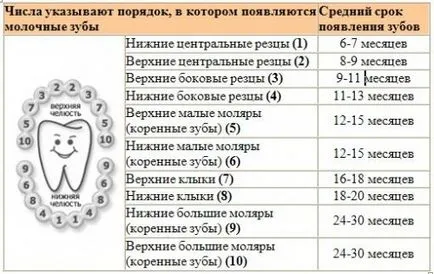 Какво да правим с паднал бебе зъб дете - съвети за родители