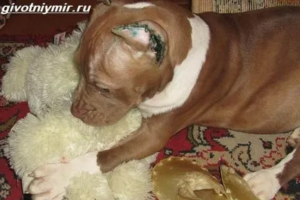 Облекчение на ушите при кучета