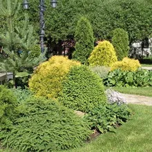 Озеленяване Снимка на дървета и храсти в градината, съставът на дървета и храсти