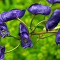 Лечение на тинктура от самакитка