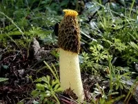 Mushroom домашно лечение