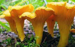 лечение гъби, просто за здраве (традиционната медицина) лечение гъби, просто за здраве