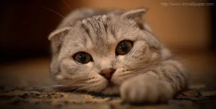 Лечение на котки (felinoterapiya)