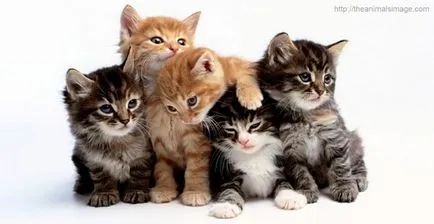 Лечение на котки (felinoterapiya)