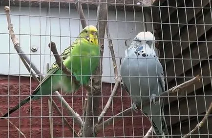 Molt в вълнисти папагалчета, когато MOLT папагалчетата (снимки)